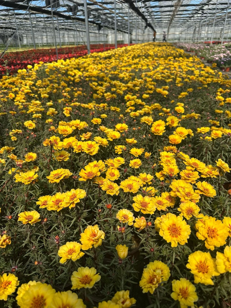 观花植物太阳花190盆，基地有量，欢迎来一亩田订购。