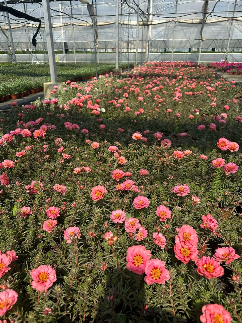 观花植物太阳花190盆，基地有量，欢迎来一亩田订购。