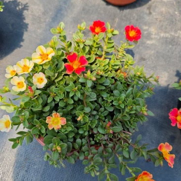 观花植物太阳花190盆，基地有量，欢迎来一亩田订购。