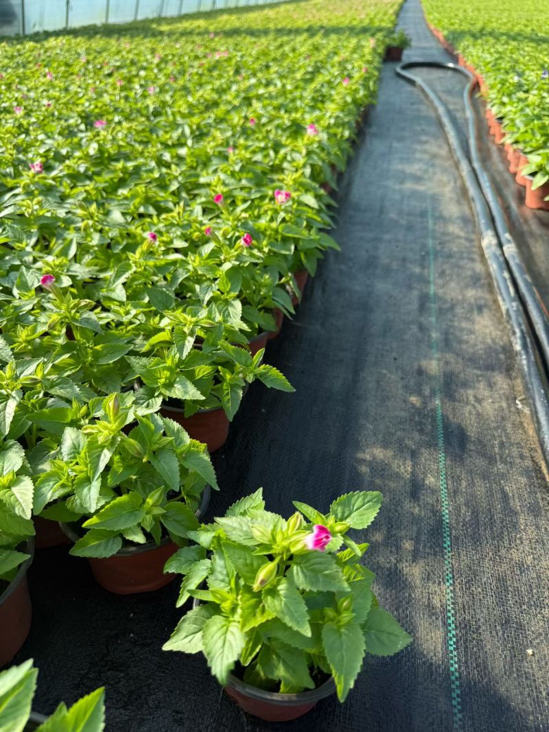 观花植物夏堇120杯，紫白、粉红双色，基地有量，欢迎订购