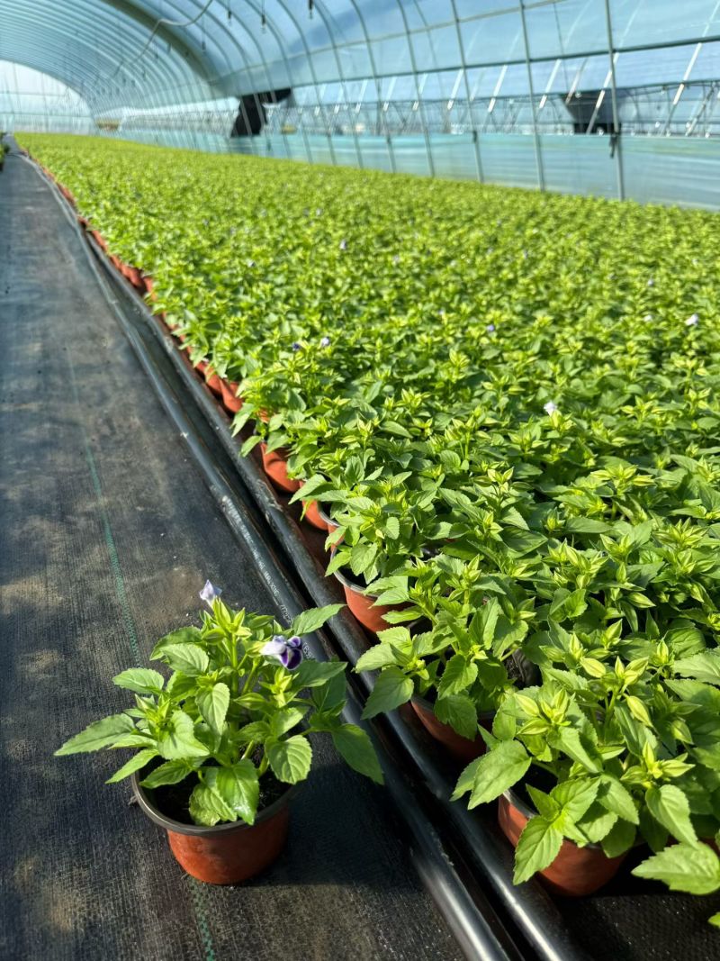 观花植物夏堇120杯，紫白、粉红双色，基地有量，欢迎订购