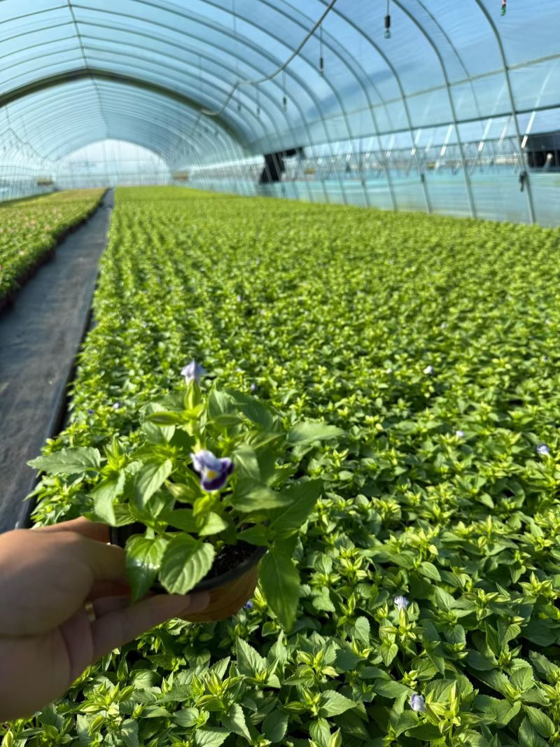 观花植物夏堇120杯，紫白、粉红双色，基地有量，欢迎订购