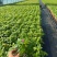 观花植物夏堇120杯，紫白、粉红双色，基地有量，欢迎订购
