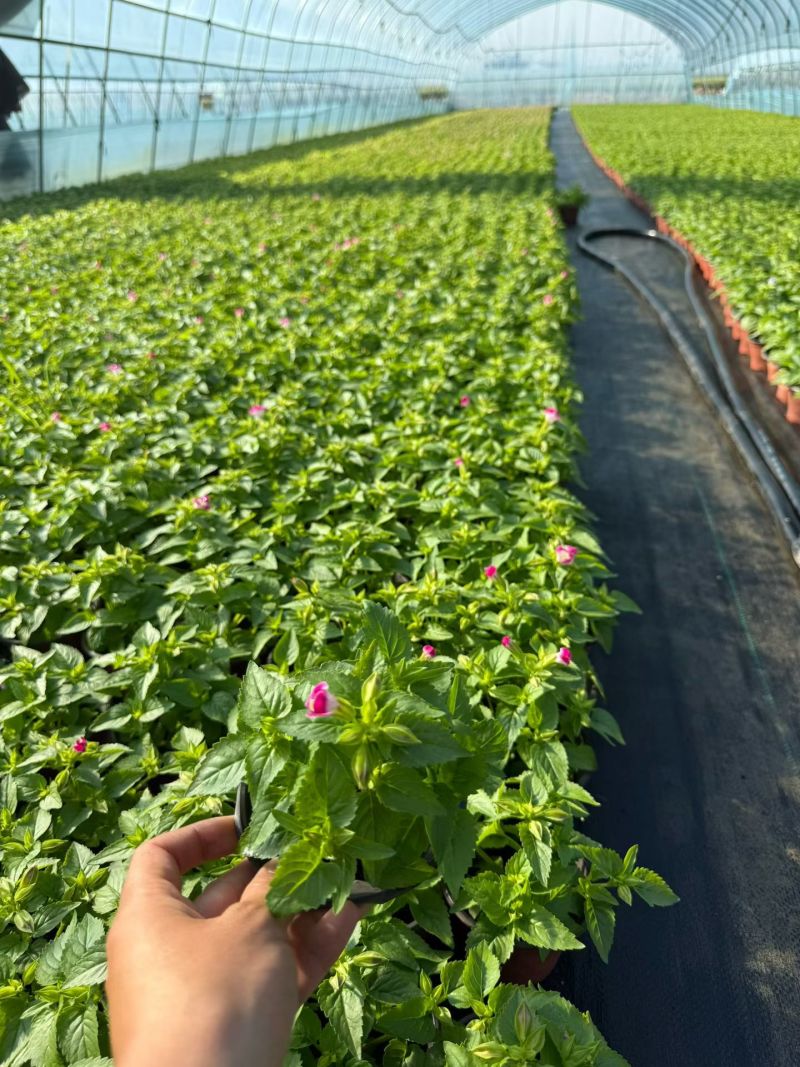观花植物夏堇120杯，紫白、粉红双色，基地有量，欢迎订购