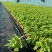 观花植物夏堇120杯，紫白、粉红双色，基地有量，欢迎订购
