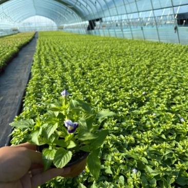 观花植物夏堇120杯，紫白、粉红双色，基地有量，欢迎订购