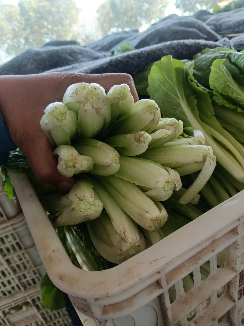 山东快菜，精品小白菜，奶白菜，产地直供，价格优惠