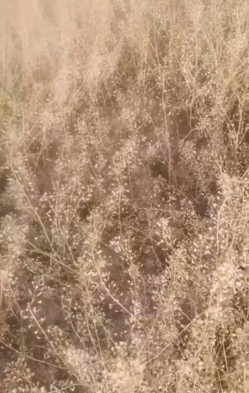野生荠菜种子，小叶荠菜种子，花叶荠菜种子