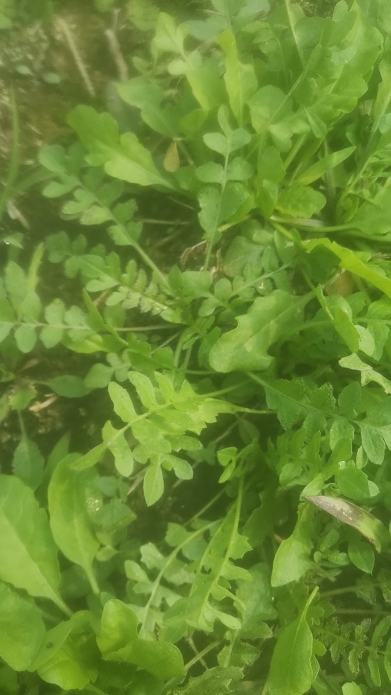 野生荠菜种子，小叶荠菜种子，花叶荠菜种子