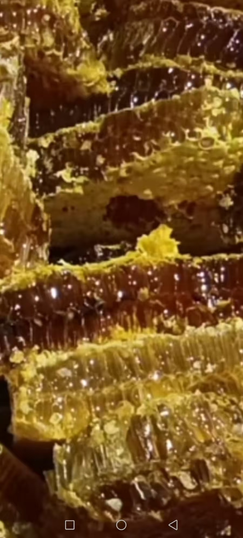 贵州深山野生土蜂蜜