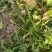 野生荠菜种子，小叶荠菜种子，花叶荠菜种子