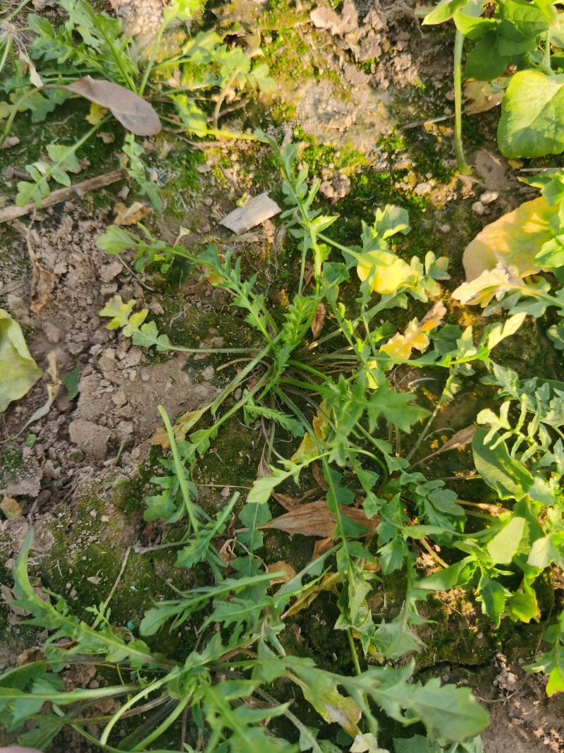 野生荠菜种子，小叶荠菜种子，花叶荠菜种子