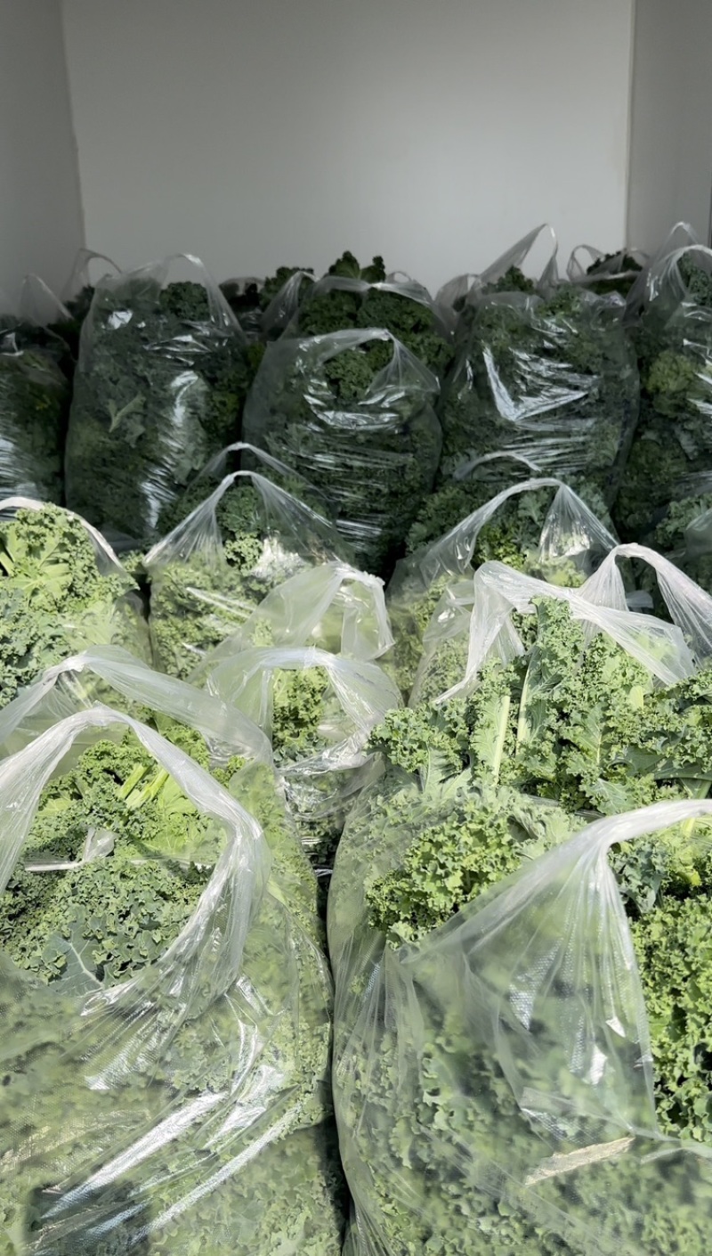 榨汁专用鲜食羽麒麟羽衣甘蓝嫩叶，源头基地，全年货源充足
