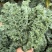 榨汁专用鲜食羽麒麟羽衣甘蓝嫩叶，源头基地，全年货源充足