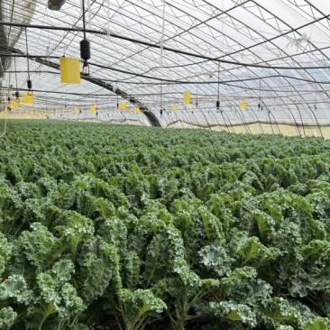 榨汁专用鲜食羽麒麟羽衣甘蓝嫩叶，源头基地，全年货源充足
