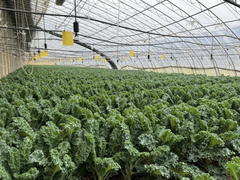 榨汁专用鲜食羽麒麟羽衣甘蓝嫩叶，源头基地，全年货源充足