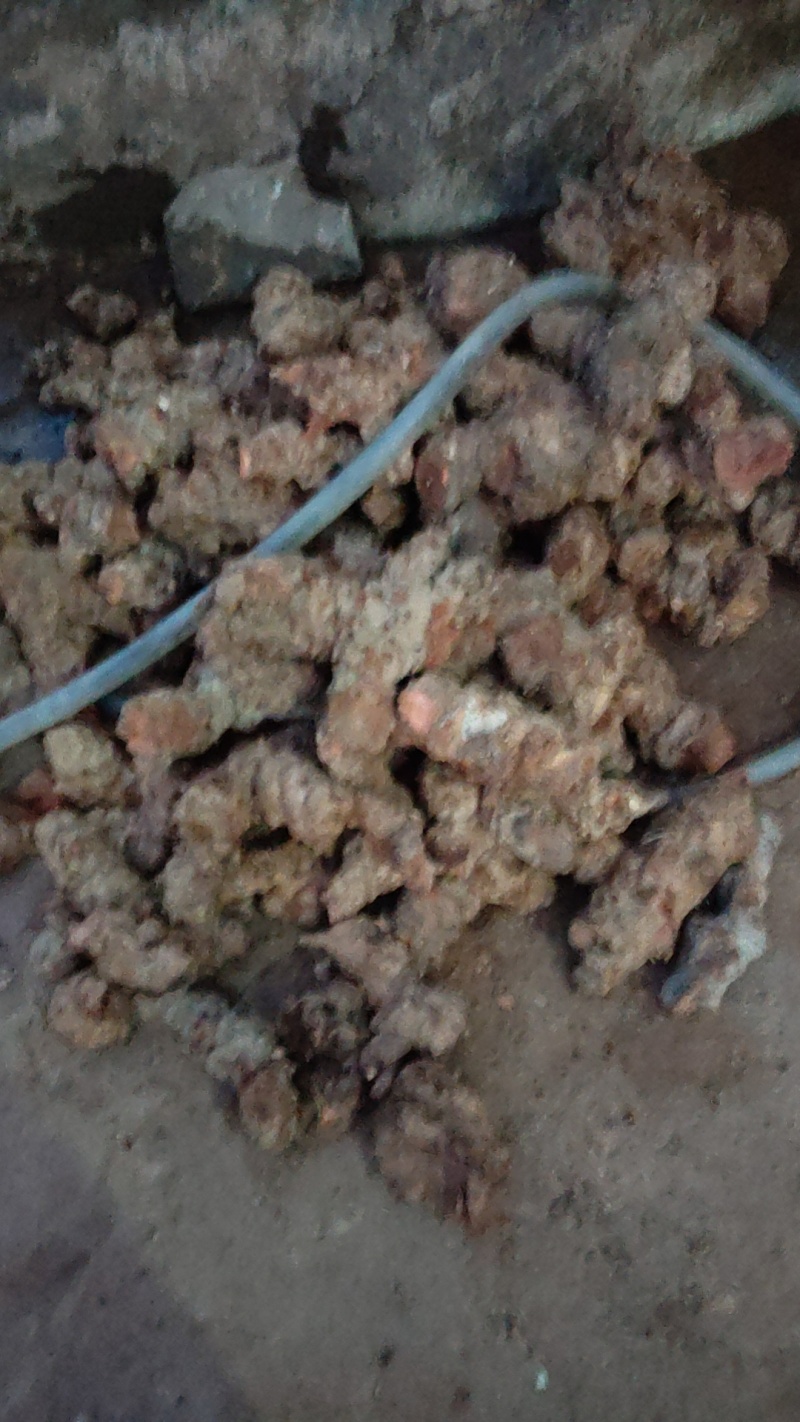 云南野生红肉木质土茯苓要干货新鲜都有现挖的要多少价格批发