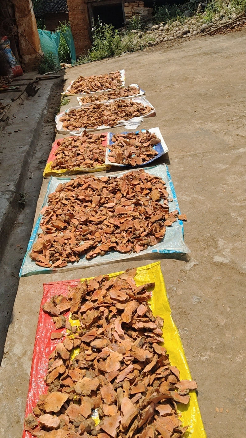 云南野生红肉木质土茯苓要干货新鲜都有现挖的要多少价格批发