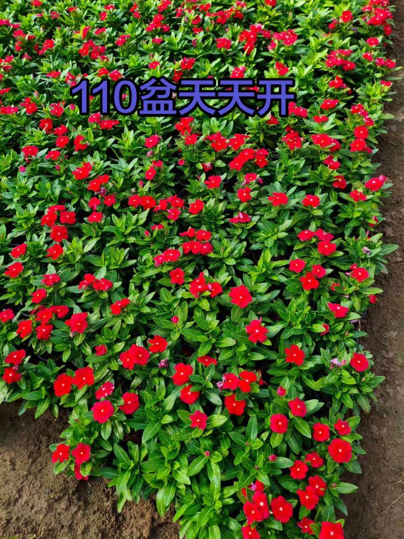天天开基地直发，颜色齐全，可走绿化，做团购。