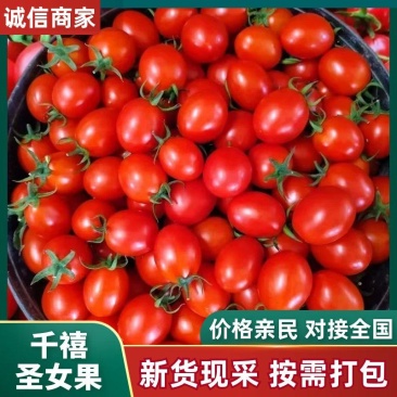 【新鲜采摘】云南精品小番茄现摘现发甜度高水分足量大从