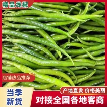 【香辣可口】云南精品线椒对接电商超市供应链量大从优