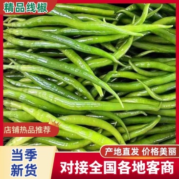 【香辣可口】云南精品线椒对接电商超市供应链量大从优