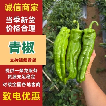 【牛商优选】精品大青椒产地直发视频看货代发全国