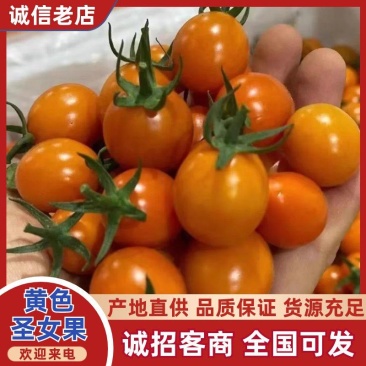 【实力】黄金圣女果口感香甜脆爽爽口产地直发一手货