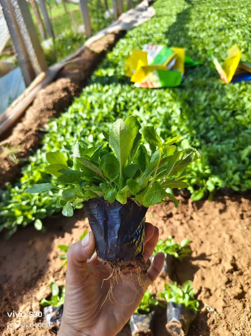 蓝花鼠尾草，地被鼠尾草，基地直发，对接工程，花境。耐寒耐