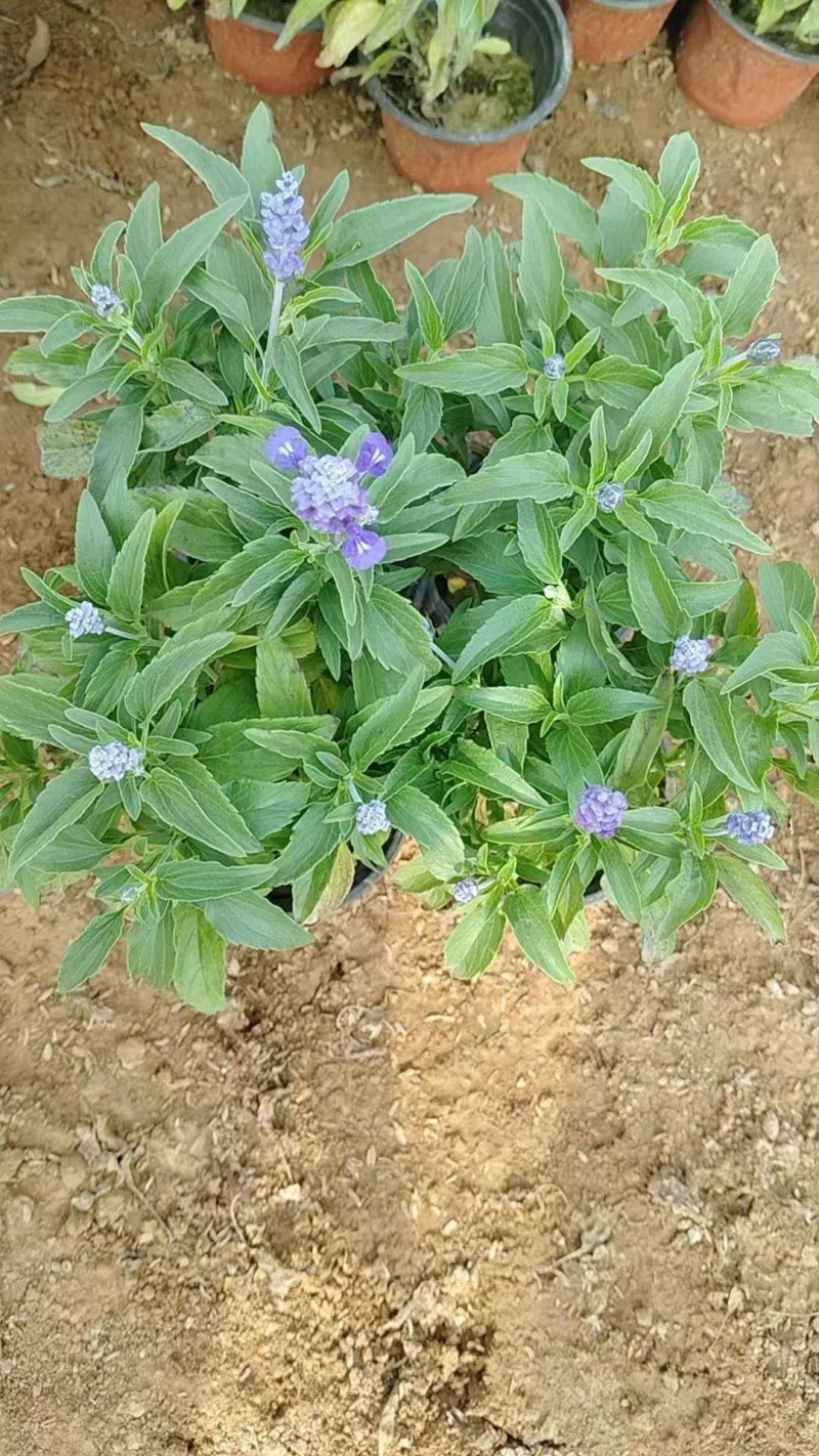 蓝花鼠尾草，地被鼠尾草，基地直发，对接工程，花境。耐寒耐