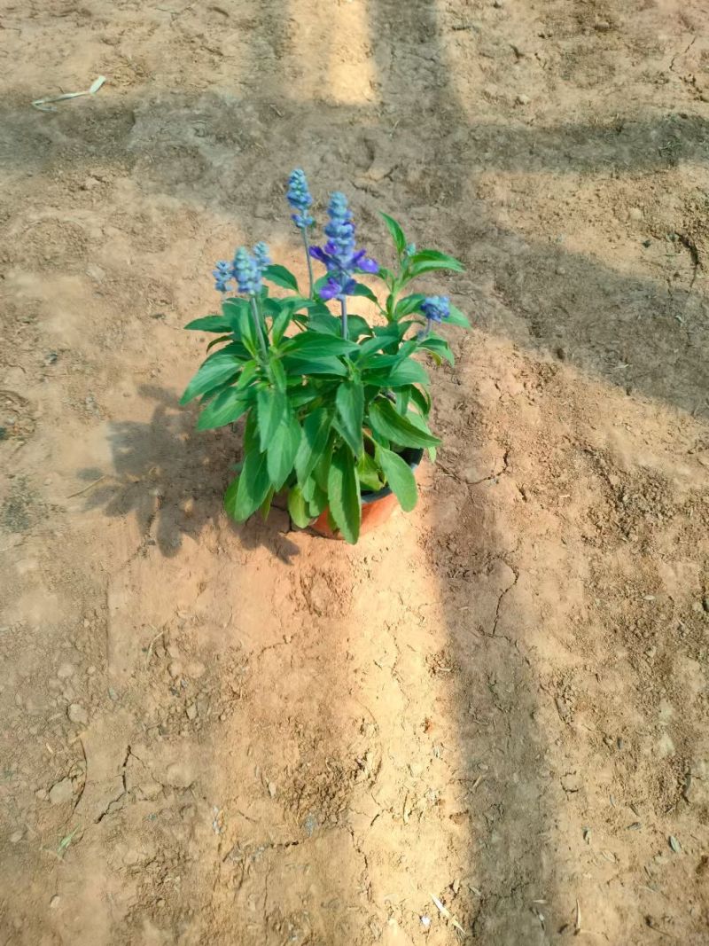 蓝花鼠尾草，地被鼠尾草，基地直发，对接工程，花境。耐寒耐