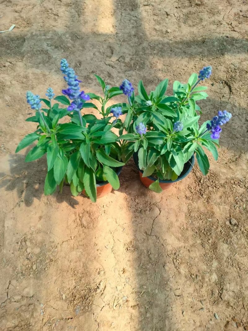蓝花鼠尾草，地被鼠尾草，基地直发，对接工程，花境。耐寒耐