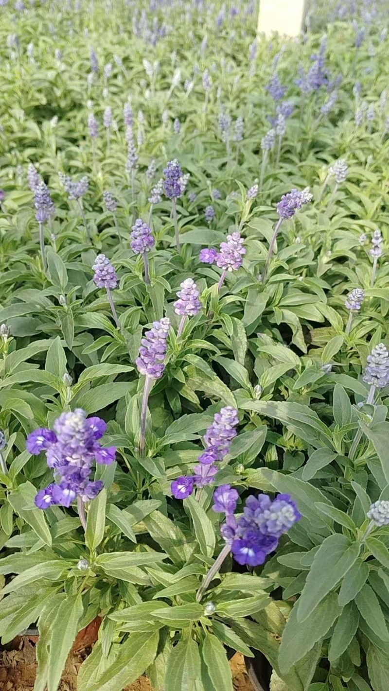 蓝花鼠尾草，地被鼠尾草，基地直发，对接工程，花境。耐寒耐