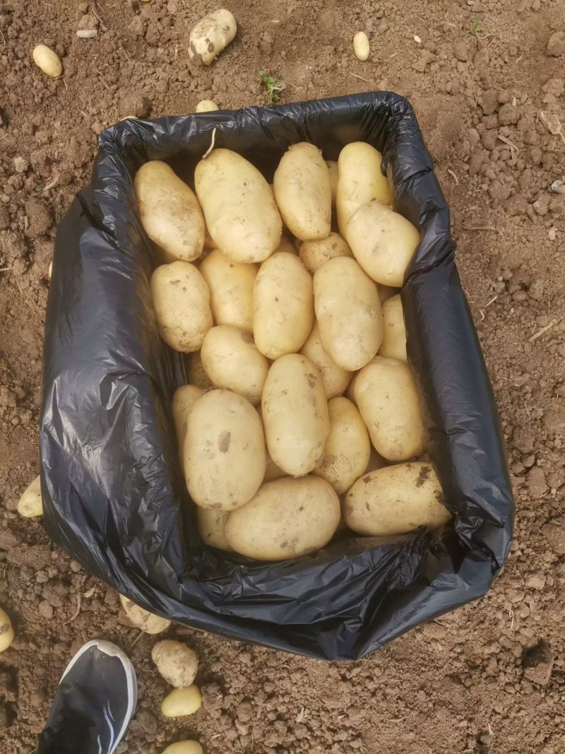 山东鲜土豆大量上市了，荷兰十五V7沃土希森土豆大量上了