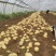 山东鲜土豆大量上市了，荷兰十五V7沃土希森土豆大量上了