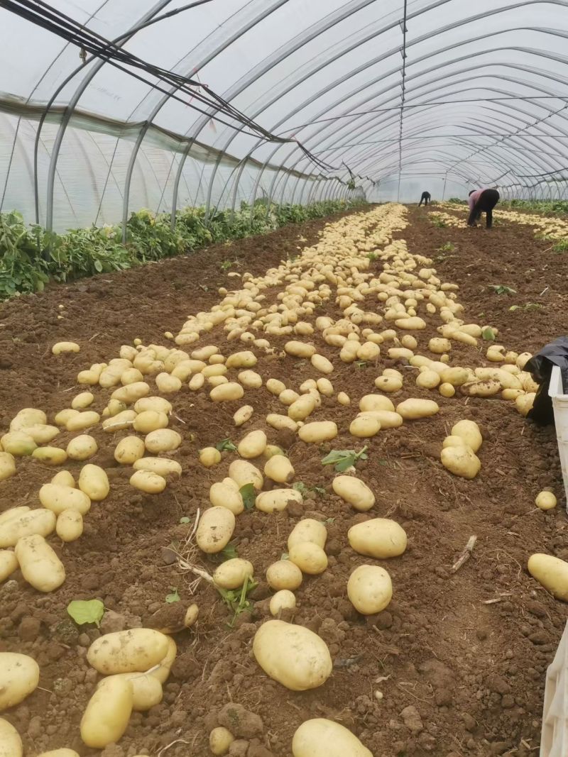 山东鲜土豆大量上市了，荷兰十五V7沃土希森土豆大量上了