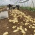 山东鲜土豆大量上市了，荷兰十五V7沃土希森土豆大量上了