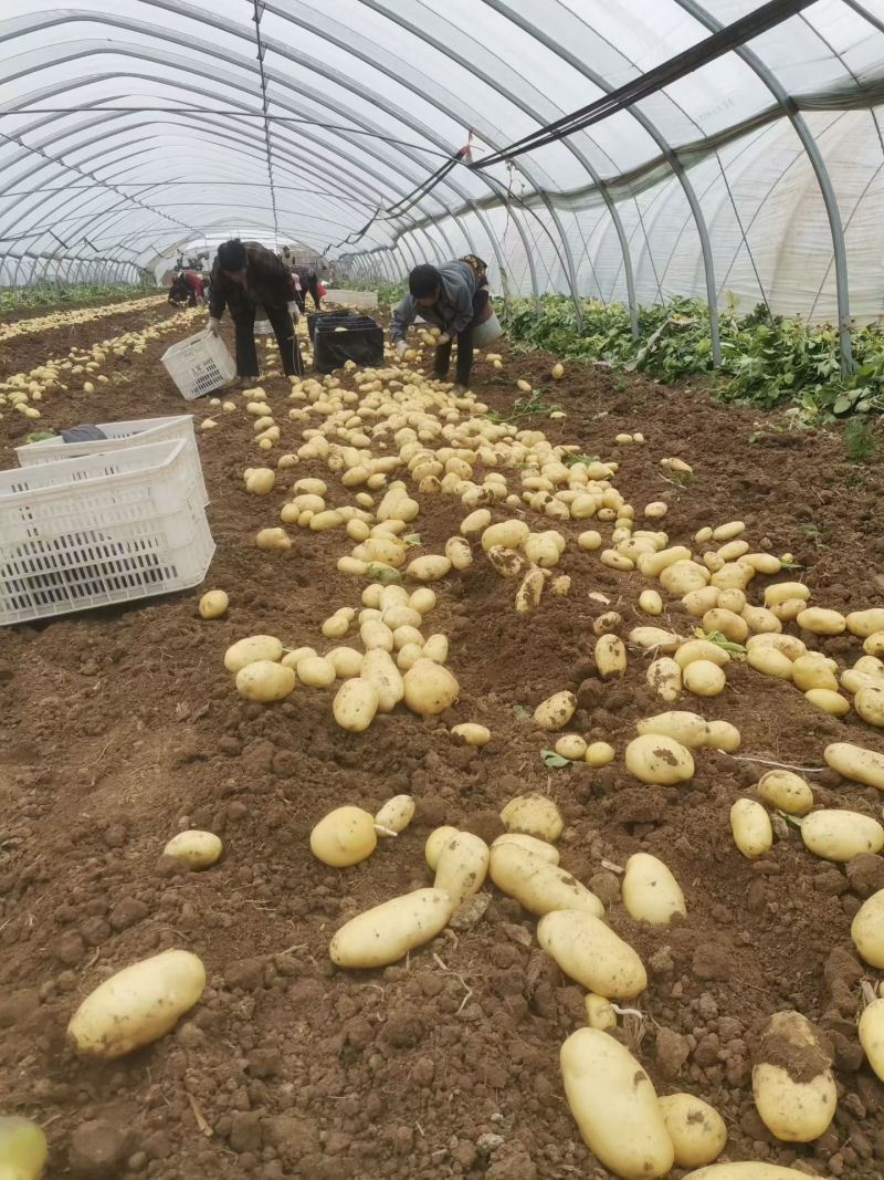 山东鲜土豆大量上市了，荷兰十五V7沃土希森土豆大量上了