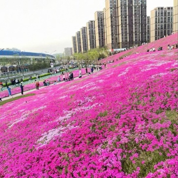 100w芝樱基地直发，福禄考，花海，边坡常用，颜色齐全。