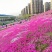 100w芝樱基地直发，福禄考，花海，边坡常用，颜色齐全。