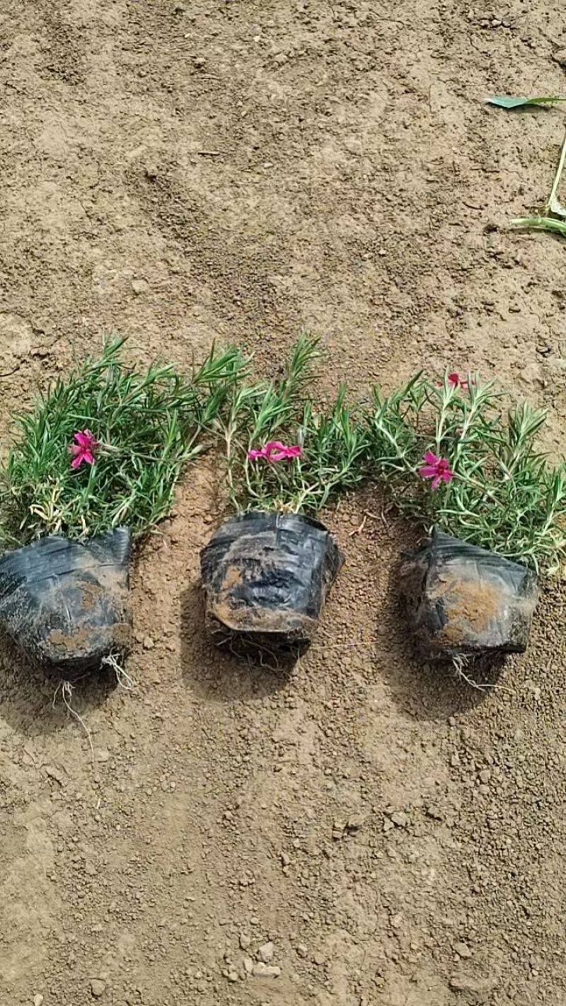 100w芝樱基地直发，福禄考，花海，边坡常用，颜色齐全。