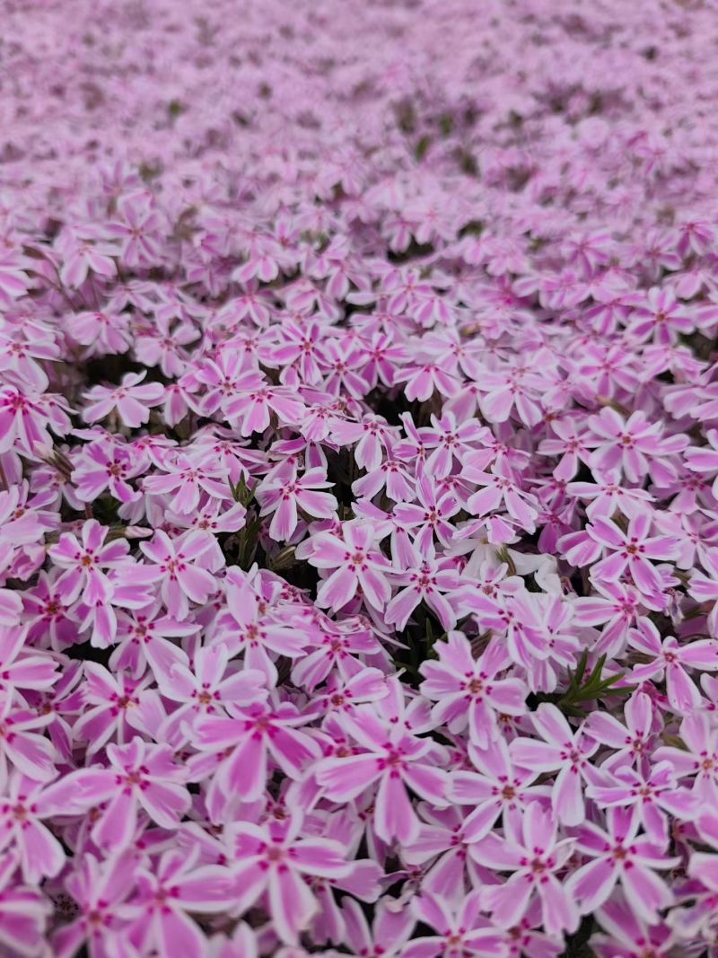 100w芝樱基地直发，福禄考，花海，边坡常用，颜色齐全。