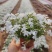 100w芝樱基地直发，福禄考，花海，边坡常用，颜色齐全。
