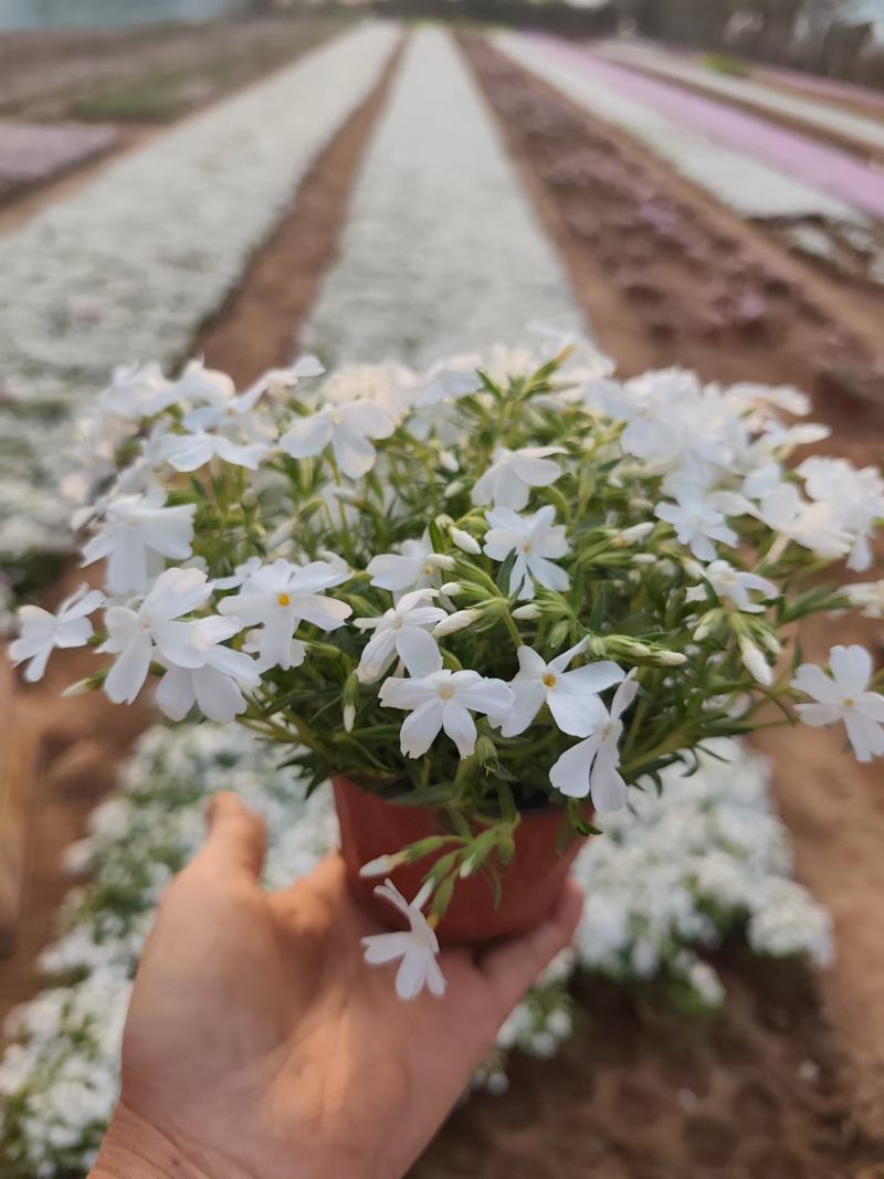 100w芝樱基地直发，福禄考，花海，边坡常用，颜色齐全。