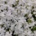100w芝樱基地直发，福禄考，花海，边坡常用，颜色齐全。