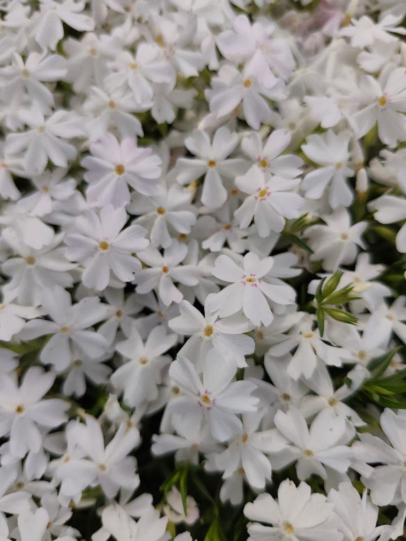 100w芝樱基地直发，福禄考，花海，边坡常用，颜色齐全。