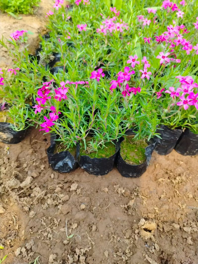 100w芝樱基地直发，福禄考，花海，边坡常用，颜色齐全。