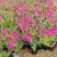 100w芝樱基地直发，福禄考，花海，边坡常用，颜色齐全。