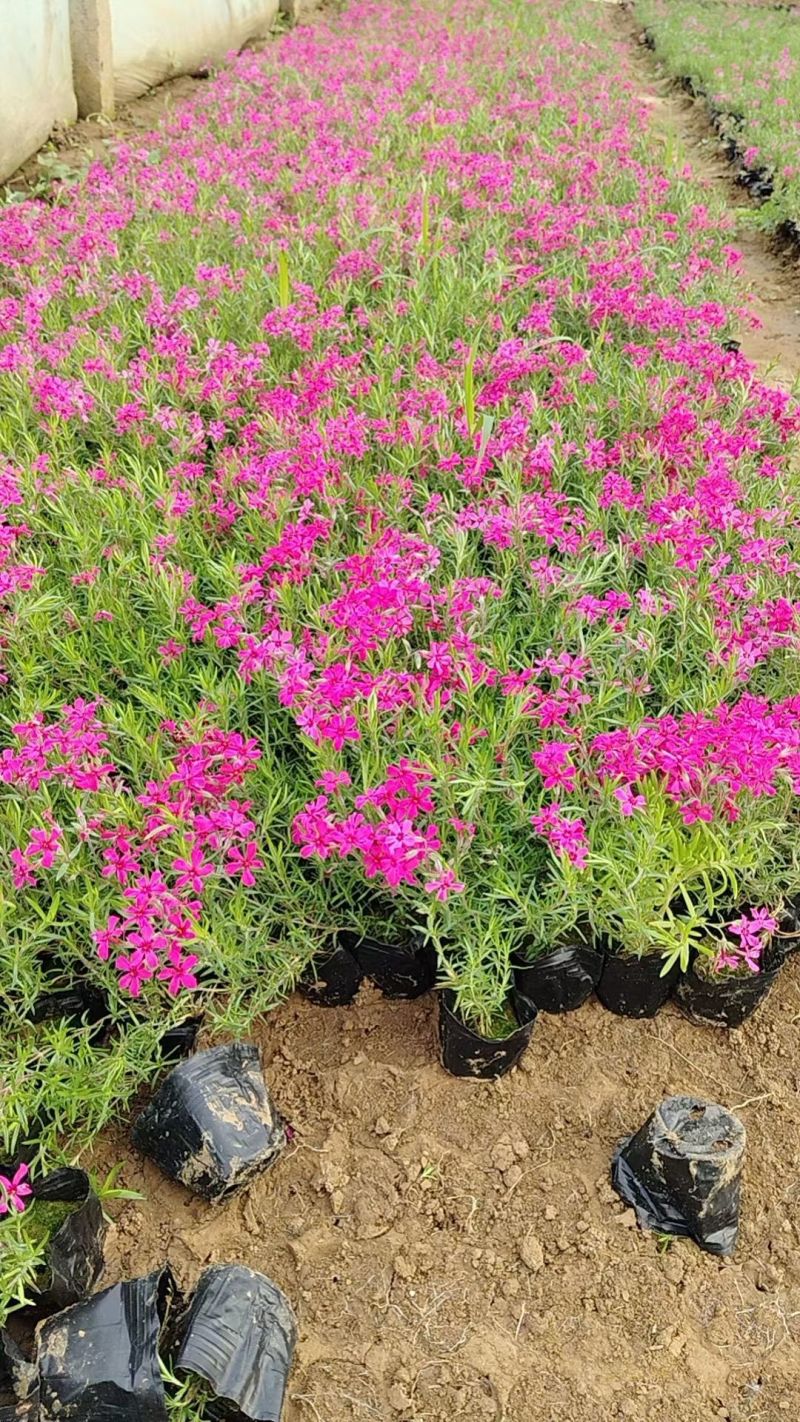 100w芝樱基地直发，福禄考，花海，边坡常用，颜色齐全。