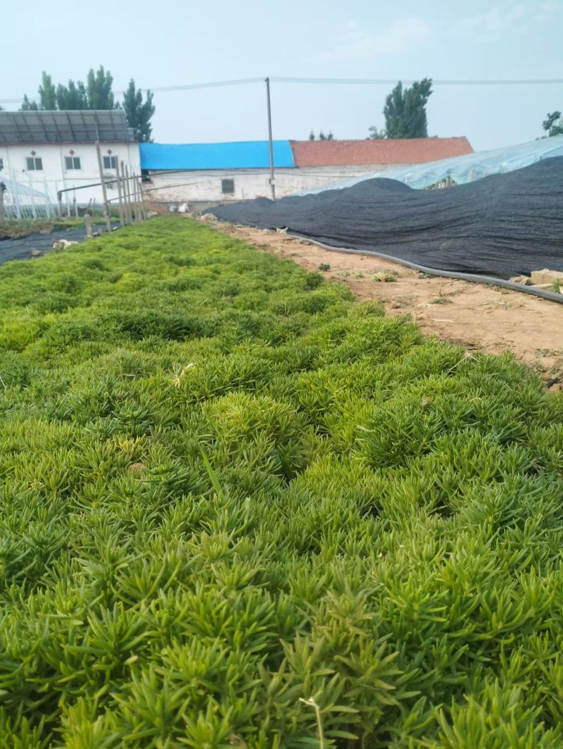 100万佛甲草，基地直销，佛甲草方盘，双色盆佛甲草。